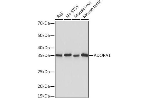 ADORA1 anticorps