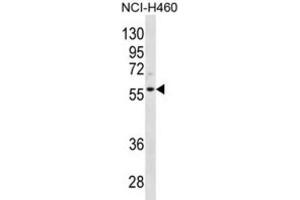 Western Blotting (WB) image for anti-Cyclin L2 (CCNL2) antibody (ABIN2996714) (Cyclin L2 抗体)