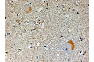 ABIN334368 (4µg/ml) staining of paraffin embedded Human Brain. (NOS1AP 抗体  (N-Term))