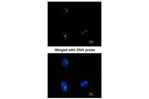 ICC/IF Image Immunofluorescence analysis of paraformaldehyde-fixed HeLa, using KRR1, antibody at 1:500 dilution. (KRR1 抗体)