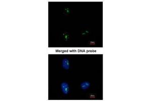 ICC/IF Image Immunofluorescence analysis of paraformaldehyde-fixed HeLa, using KRR1, antibody at 1:500 dilution. (KRR1 抗体)