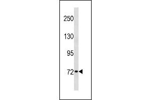 SYN1 Antibody (C-term) (ABIN1881860 and ABIN2843335) western blot analysis in HL-60 cell line lysates (35 μg/lane). (SYN1 抗体  (C-Term))