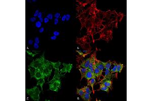 Immunocytochemistry/Immunofluorescence analysis using Rabbit Anti-ATG4A Polyclonal Antibody . (ATG4A 抗体  (AA 102-113) (FITC))