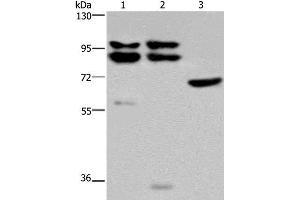 Western Blot analysis of Hela, 231 and NIH/3T3 cell using OS9 Polyclonal Antibody at dilution of 1:200 (OS9 抗体)