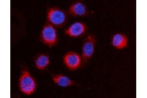 IF analysis of ARFGAP1 using anti-ARFGAP1 antibody (ABIN4886474). (ARFGAP1 抗体  (AA 1-183))