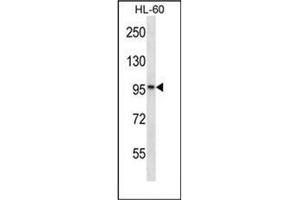 Western blot analysis of KANK2 / SIP Antibody (Center) in HL-60 cell line lysates (35ug/lane). (KANK2 抗体  (Middle Region))