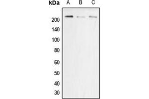Western blot analysis of p22 phox expression in MCF7 (A), NIH3T3 (B), PC12 (C) whole cell lysates.