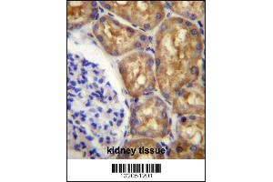 ASS1 Antibody immunohistochemistry analysis in formalin fixed and paraffin embedded human kidney tissue followed by peroxidase conjugation of the secondary antibody and DAB staining. (ASS1 抗体  (C-Term))