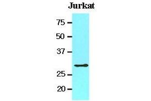 Cell lysates of Jurkat (20 ug) were resolved by SDS-PAGE, transferred to nitrocellulose membrane and probed with anti-human 14-3-3 tau (1:1000). (14-3-3 theta 抗体  (AA 1-245))