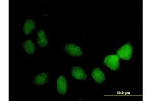 Immunofluorescence of purified MaxPab antibody to TSPYL4 on HeLa cell. (TSPY-Like 4 抗体  (AA 1-211))