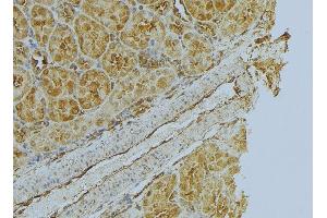 ABIN6272999 at 1/100 staining Mouse kidney tissue by IHC-P. (Flotillin 1 抗体  (Internal Region))