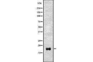 Western blot analysis of ECP using COS7 whole cell lysates (RNASE3 抗体)