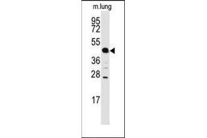 Western blot analysis of anti-ACPP Antibody (C-term) in mouse lung tissue lysates (35ug/lane). (ACPP 抗体  (C-Term))