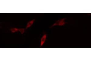 ABIN6268911 staining U87-MG cells by IF/ICC. (Claudin 11 抗体  (C-Term))