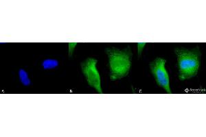 Immunocytochemistry/Immunofluorescence analysis using Rabbit Anti-Calcineurin A Polyclonal Antibody . (Calcineurin A 抗体  (AA 264-283) (PerCP))