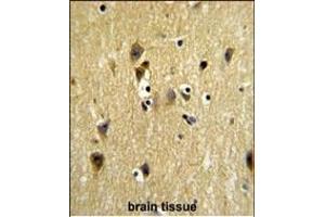 Formalin-fixed and paraffin-embedded human testis tissue reacted with STIP1 Antibody (Center) (ABIN1882135 and ABIN2839438) , which was peroxidase-conjugated to the secondary antibody, followed by DAB staining. (STIP1 抗体  (AA 269-297))