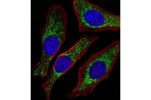 Fluorescent image of Hela cells stained with NDUFB4 Antibody (N-term). (NDUFB4 抗体  (N-Term))