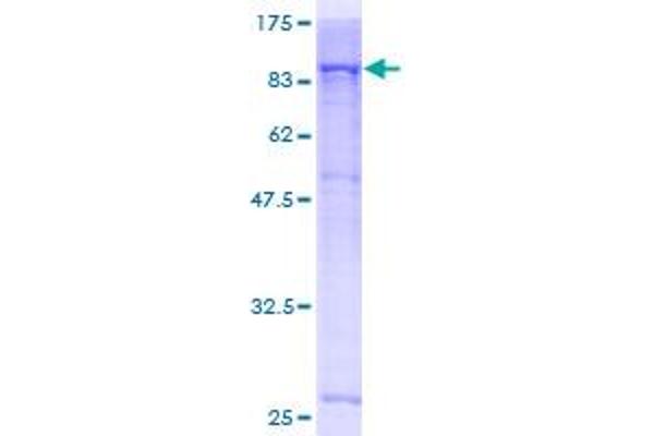 JAK3 Protein (AA 1-619) (GST tag)