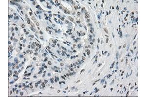 Image no. 5 for anti-P450 (Cytochrome) Oxidoreductase (POR) antibody (ABIN1497746) (POR 抗体)