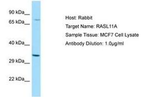 Image no. 1 for anti-RAS-Like, Family 11, Member A (RASL11A) (AA 41-90) antibody (ABIN6750068) (RASL11A 抗体  (AA 41-90))