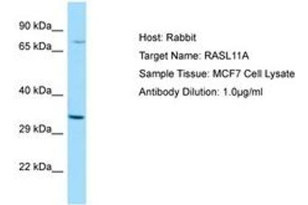 RASL11A Antikörper  (AA 41-90)