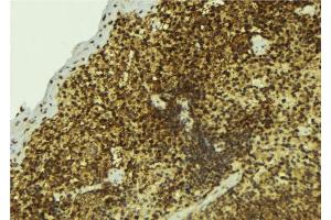 ABIN6277498 at 1/100 staining Mouse pancreas tissue by IHC-P. (NONO 抗体  (C-Term))