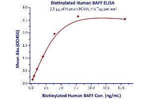 Binding Studies (Bind) image for Tumor Necrosis Factor (Ligand) Superfamily, Member 13b (TNFSF13B) (AA 134-285) (Active) protein (His tag,AVI tag,Biotin) (ABIN4949008)
