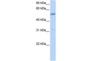 Western Blotting (WB) image for anti-Collagen, Type XXVI, alpha 1 (COL26A1) antibody (ABIN2463535) (Collagen, Type XXVI, alpha 1 (COL26A1) 抗体)