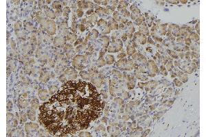 ABIN6276945 at 1/100 staining Human pancreas tissue by IHC-P. (IL1R2 抗体  (C-Term))