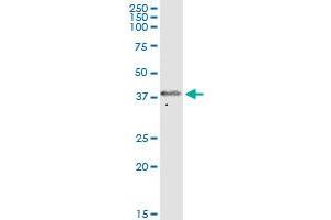 FOXS1 MaxPab polyclonal antibody. (FOXS1 抗体  (AA 1-330))