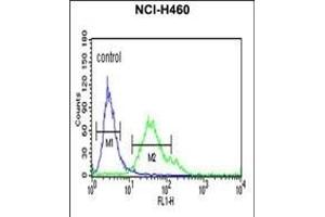 FCGR1A Antibody (Center) (ABIN651123 and ABIN2840085) flow cytometric analysis of NCI- cells (right histogram) compared to a negative control cell (left histogram). (FCGR1A 抗体  (AA 217-245))