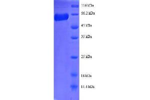 SDS-PAGE (SDS) image for Annexin A2 (ANXA2) (AA 1-339), (full length) protein (GST tag) (ABIN7479182)