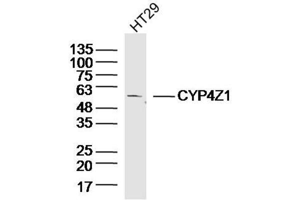 CYP4Z1 抗体  (AA 51-150)