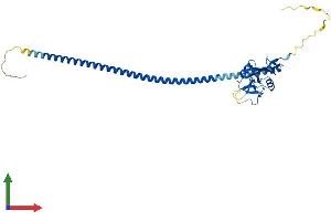 AlphaFold protein structure predicition of Human Recombinant FCER2 Protein, UniprotID P06734