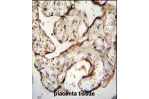 EGFR- Antibody (C-term) (ABIN651628 and ABIN2840334) immunohistochemistry analysis in formalin fixed and paraffin embedded human placenta tissue followed by peroxidase conjugation of the secondary antibody and DAB staining. (EGFR 抗体  (C-Term))