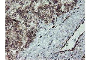 Image no. 5 for anti-Platelet/endothelial Cell Adhesion Molecule (PECAM1) antibody (ABIN1497247) (CD31 抗体)