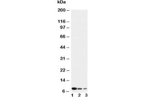 Western blot testing of CXCL4 antibody and Lane 1:  recombinant human protein 10ng;  2: 5ng;  3: 2.