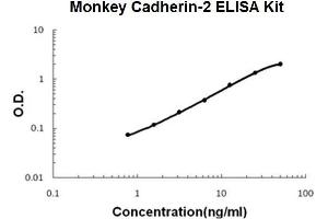 Monkey Primate Cadherin-2/N-Cadherin PicoKine ELISA Kit standard curve (N-Cadherin ELISA 试剂盒)