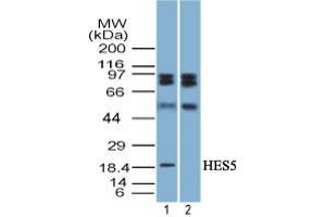 Image no. 1 for anti-Hairy and Enhancer of Split 5 (HES5) (AA 1-50) antibody (ABIN960199) (HES5 抗体  (AA 1-50))
