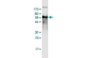Western Blot detection against Immunogen (63. (Follistatin 抗体  (AA 1-344))