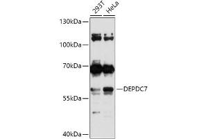 Western blot analysis of extracts of various cell lines, using DEPDC7 antibody (ABIN7266737) at 1:1000 dilution. (DEPDC7 抗体  (AA 212-511))