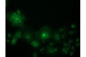Immunofluorescence (IF) image for anti-Oxysterol Binding Protein-Like 11 (OSBPL11) antibody (ABIN1499920) (OSBPL11 抗体)