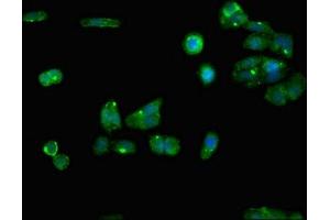 Immunofluorescent analysis of HepG2 cells using ABIN7167566 at dilution of 1:100 and Alexa Fluor 488-congugated AffiniPure Goat Anti-Rabbit IgG(H+L) (Regucalcin 抗体  (AA 1-299))