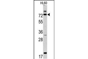 Western blot analysis of CAPN9 antibody in HL60 cell line lysates (35ug/lane) (Calpain 9 抗体  (N-Term))