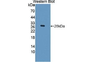 Western blot analysis of the recombinant protein. (HES1 抗体  (AA 21-251))