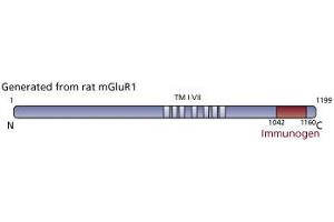 Image no. 3 for anti-Glutamate Receptor, Metabotropic 1 (GRM1) (AA 1042-1160) antibody (ABIN968281) (Metabotropic Glutamate Receptor 1 抗体  (AA 1042-1160))