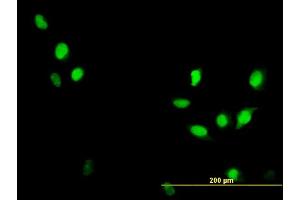 Immunofluorescence (IF) image for anti-Cyclin-Dependent Kinase 1 (CDK1) (AA 1-297) antibody (ABIN560263)