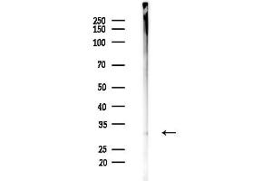 anti-MAD2L1 Binding Protein (MAD2L1BP) (N-Term) antibody