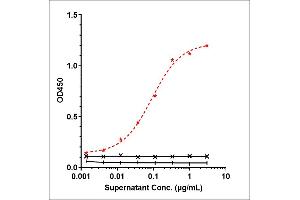 Immobilized human CD19 (20 291) Protein, His Tag at 2 μg/mL can bind Anti-CD19 Reference Antibody (tafasitamab), EC50=0.