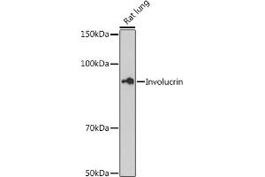 Western blot analysis of extracts of Rat lung cells, using Involucrin antibody (ABIN6128025, ABIN6141815, ABIN6141818 and ABIN7101419) at 1:500 dilution. (Involucrin 抗体)